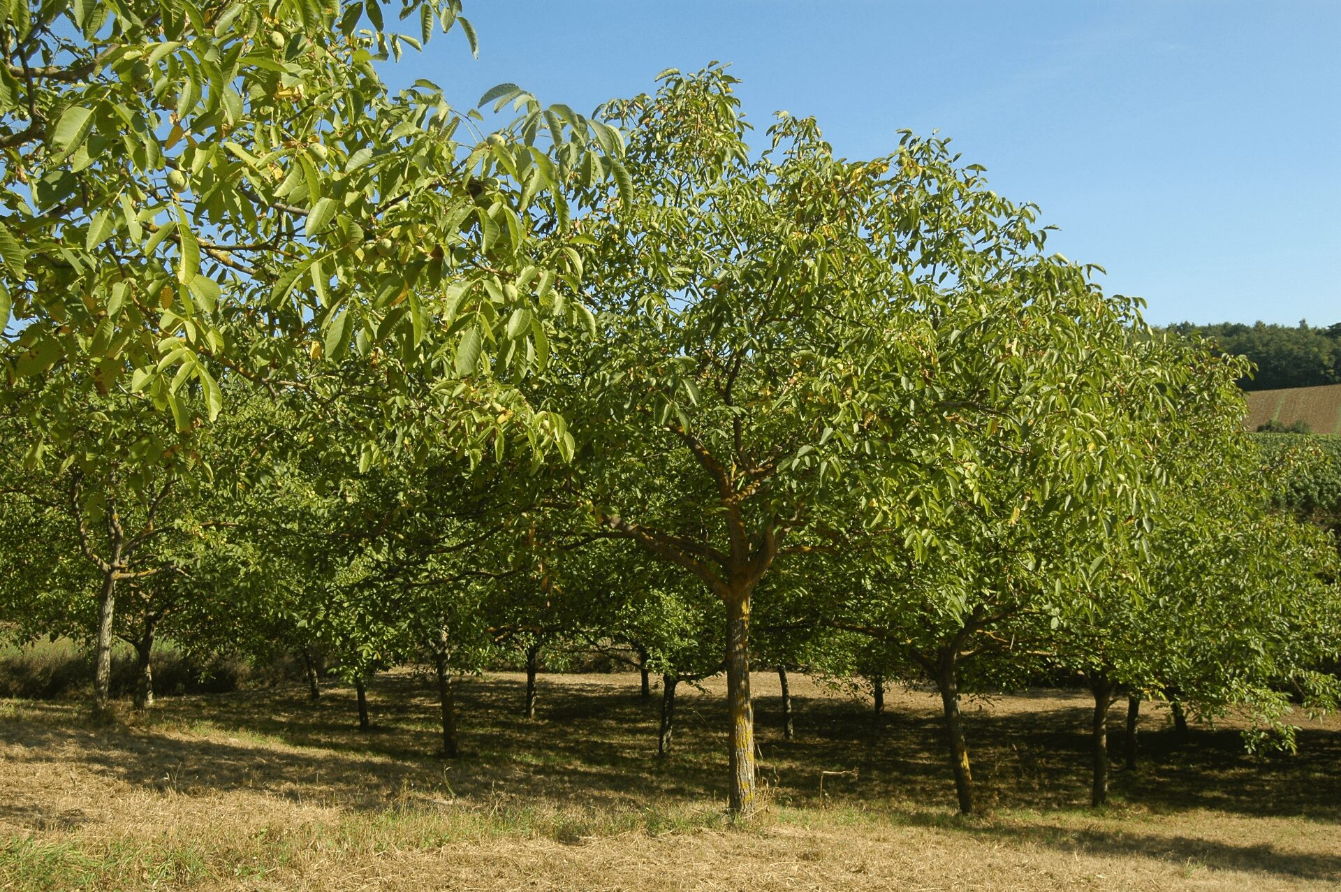 Walnussbäume